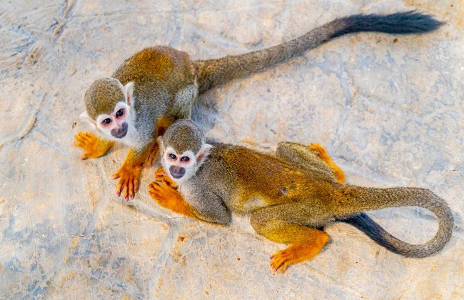 Monkeyland – Visite guidée d'une demi-journée avec transferts - Photo 3